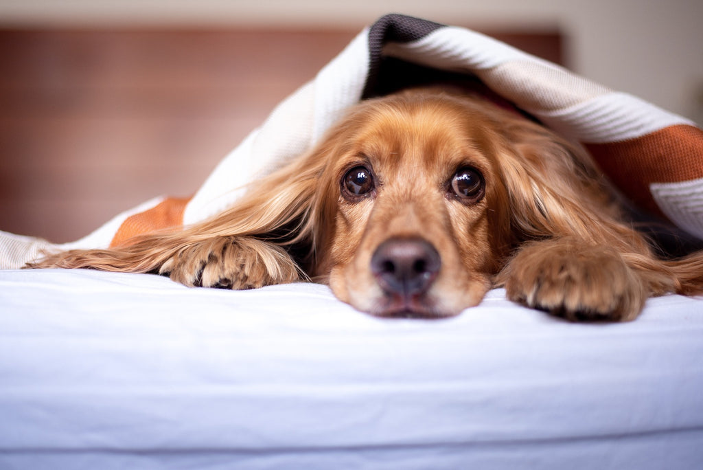 Fotoshooting mit dem Hund