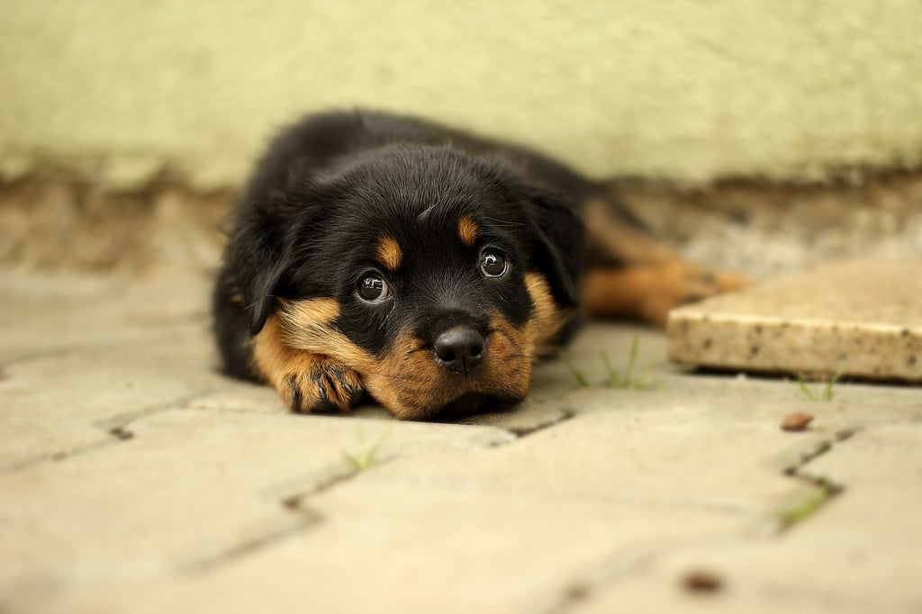 Hunde gesund ernähren - Tipps für eine ausgewogene Ernährung